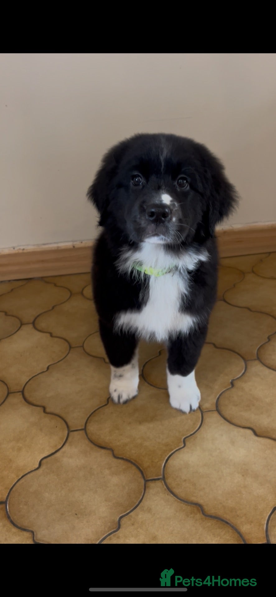 Mixed Breed dogs Golden Retriever x Australian Shepherd Puppies - Advert 2