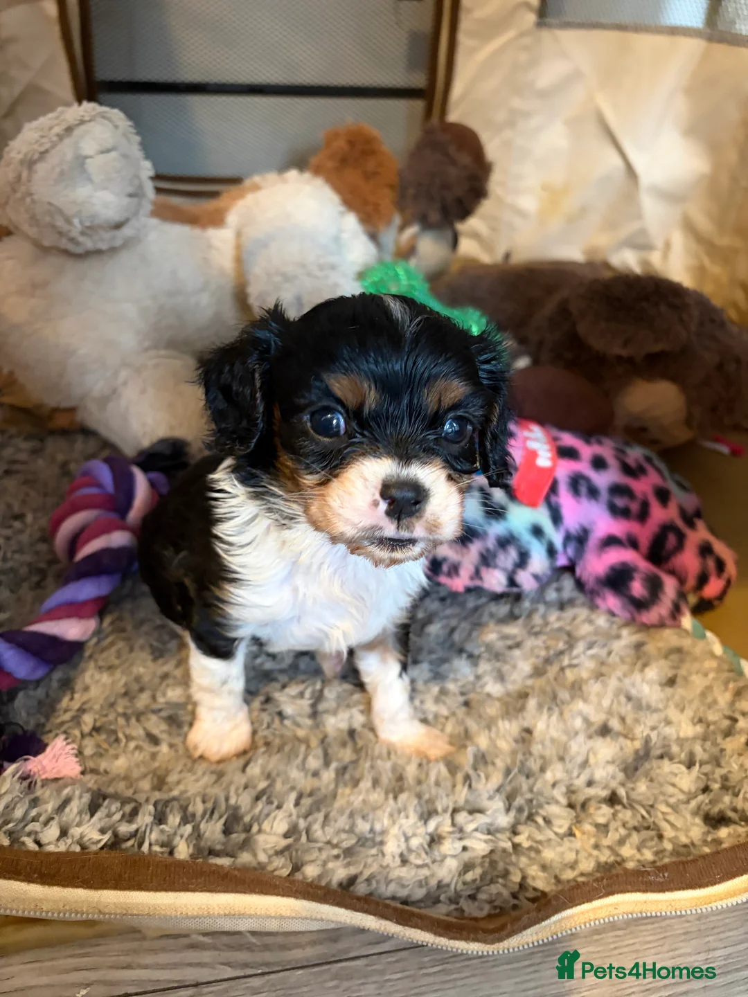 Cavalier King Charles Spaniel dogs for sale: Cavalier King Charles  - Advert 25