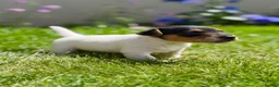 Jack Russell dogs for sale: Now available to Reserve !  - Advert 5