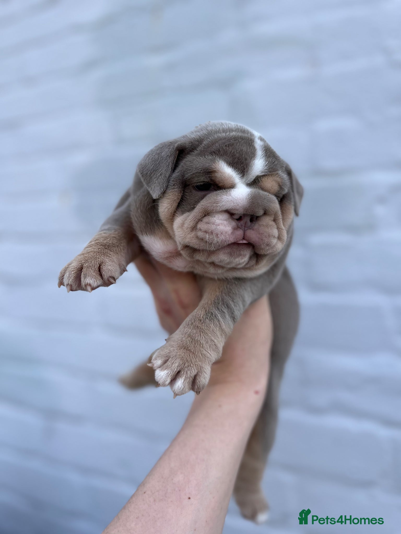 English Bulldog dogs Stunning English bulldog x2 leo lines  - Advert 4