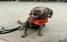 Labrador Retriever dogs for sale: Silver Bitch Labrador - Advert 6