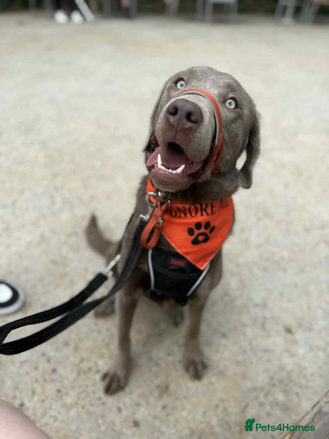 Labrador Retriever dogs for sale: Silver Bitch Labrador - Advert 6