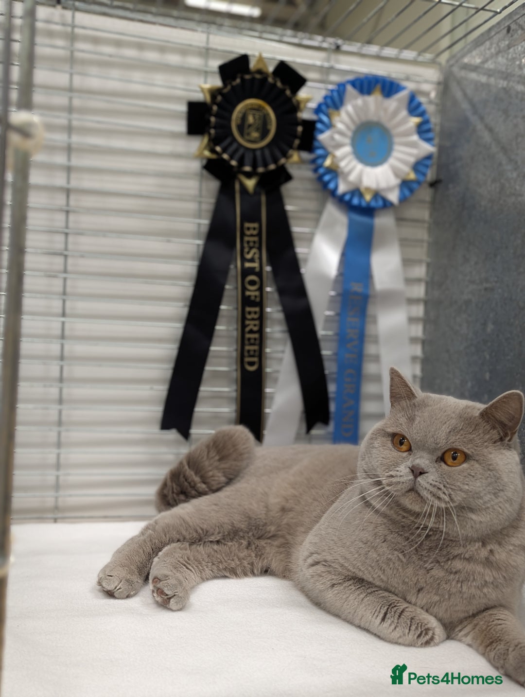 British Shorthair cats for stud: Champion British Shorthair carrier of chocolate  in Derby - Image 4