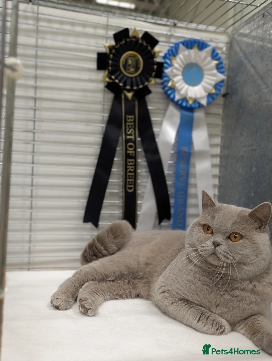British Shorthair cats for stud: Champion British Shorthair carrier of chocolate  in Derby - Advert 7