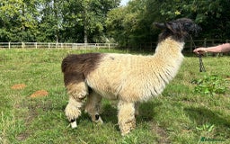 Llama livestock for sale: Long-Haired Argentinian Llama, Female - Image 2
