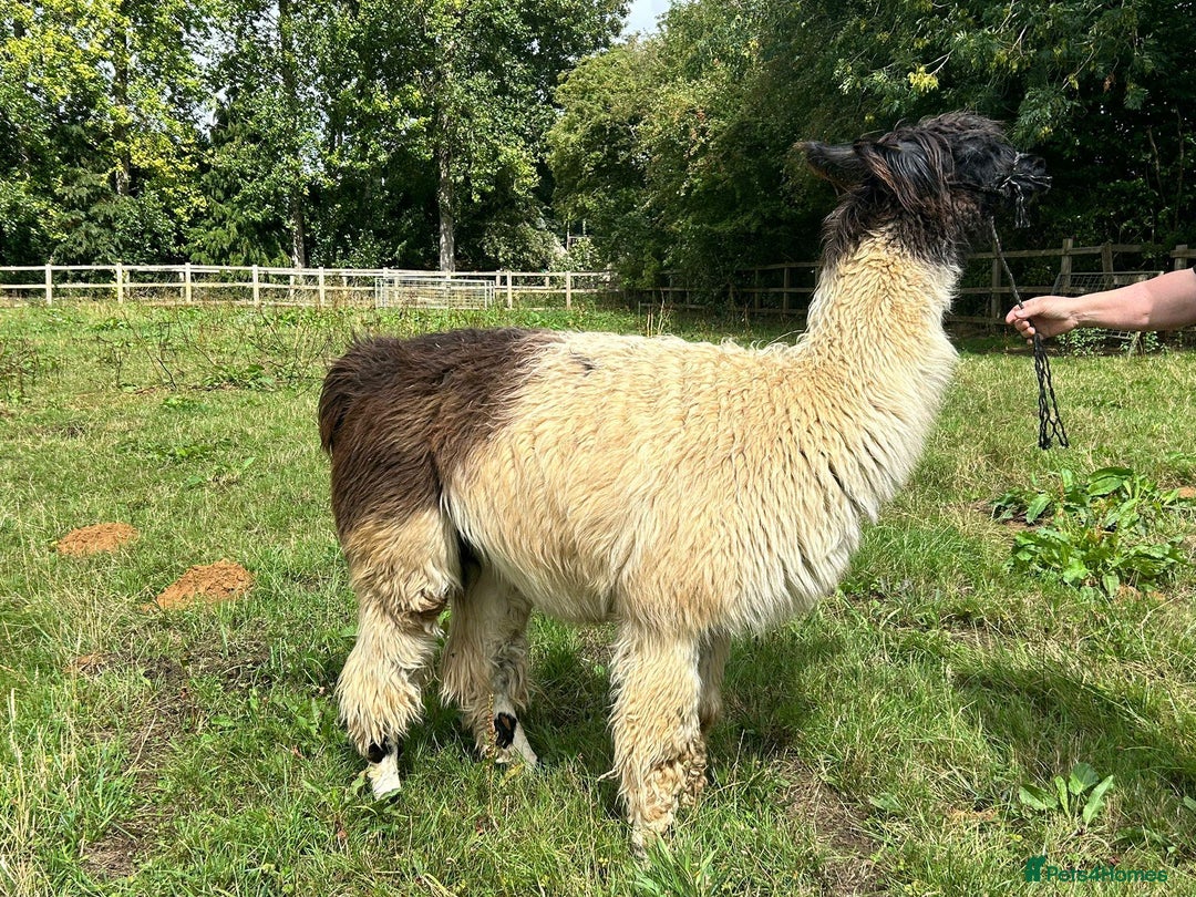 Llama livestock for sale: Long-Haired Argentinian Llama, Female - Image 2