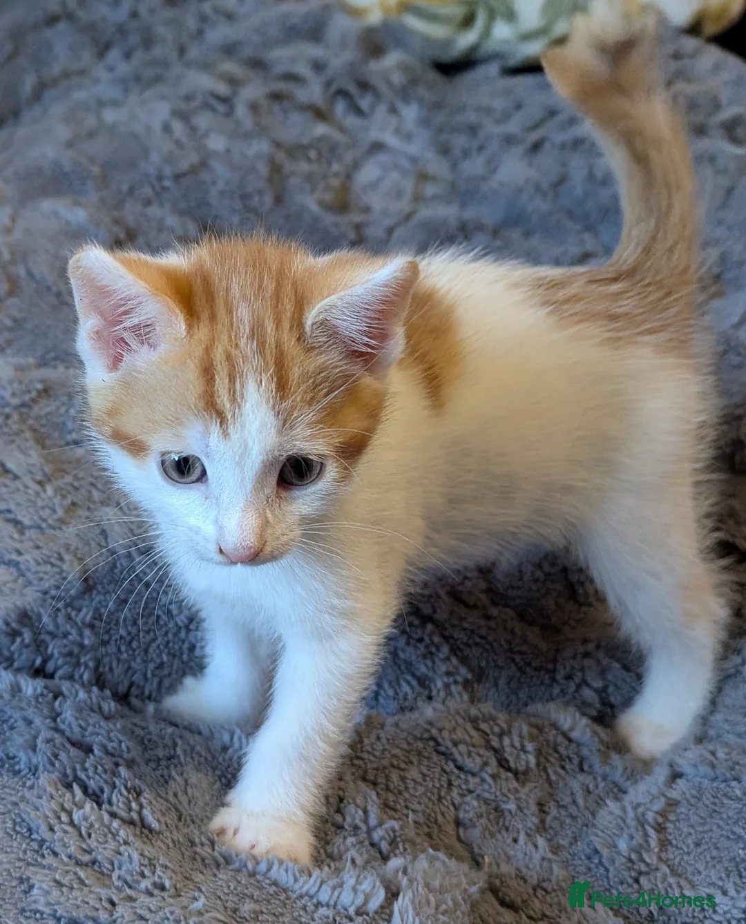Domestic Shorthair cats for sale: 5 Ginger kittens - Advert 2