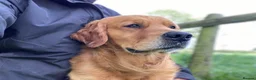 Golden Retriever dogs for sale: 1 Gorgeous Golden Retriever  Health Tested  - Advert 24