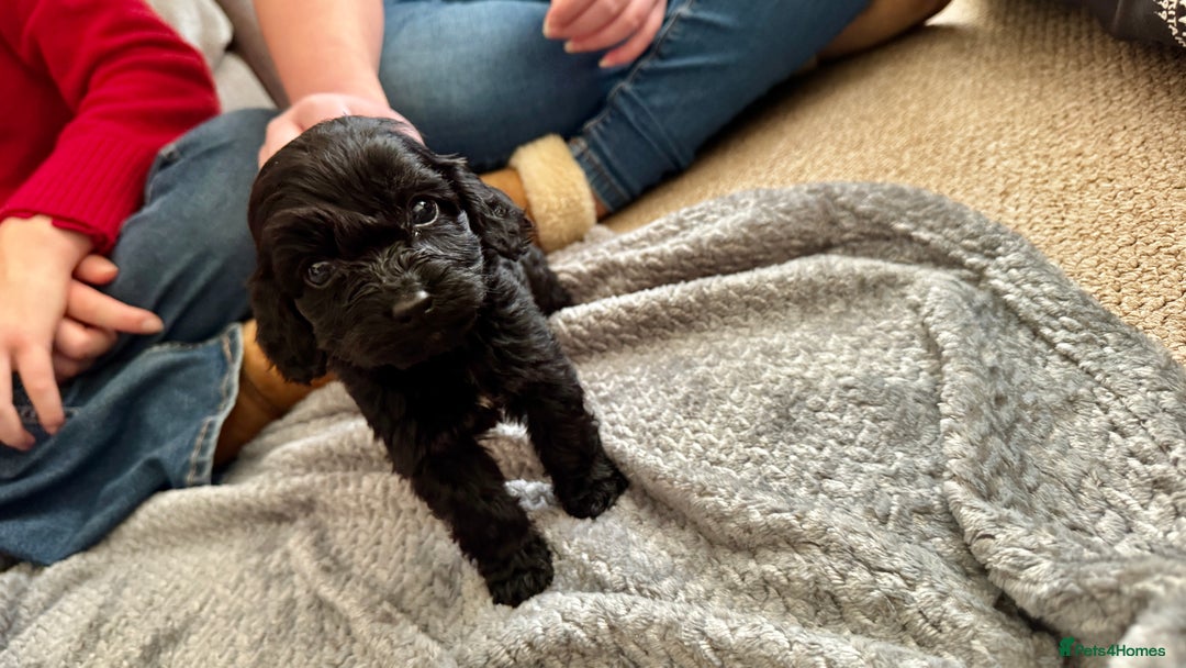 Cockapoo dogs for sale: Gorgeous chunky cockapoo puppies - Advert 8
