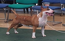 English Bull Terrier dogs for sale: English bull terrier pups for sale  - Image 18