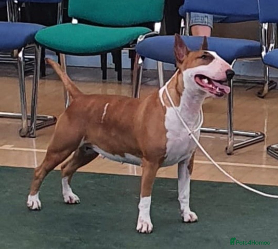 English Bull Terrier dogs for sale: English bull terrier pups for sale  - Image 18