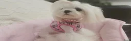 Maltese dogs for sale: Bambelina~ Simply The Best~ Korean Maltese in Stratford-upon-Avon - Advert 22
