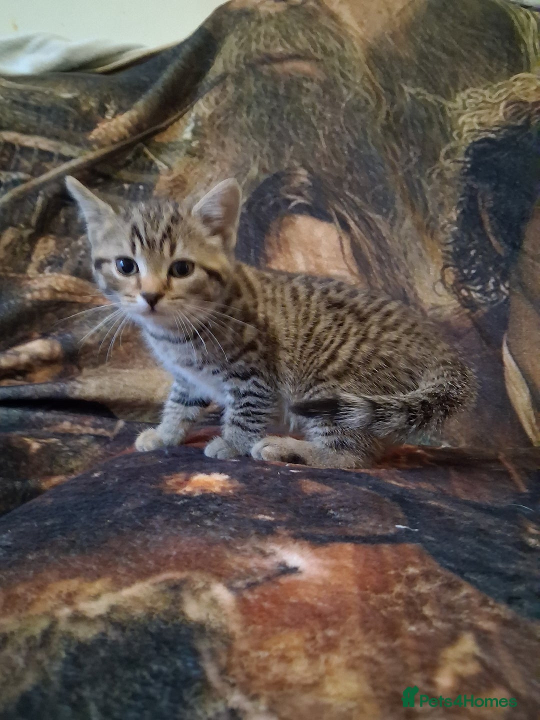 Mixed Breed cats for sale: Scottish straight cross kittens  - Image 12