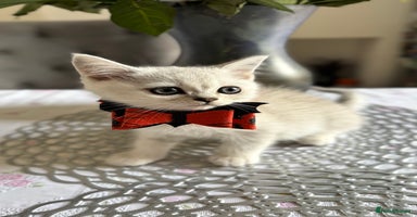 Scottish Fold cats - Advert 9