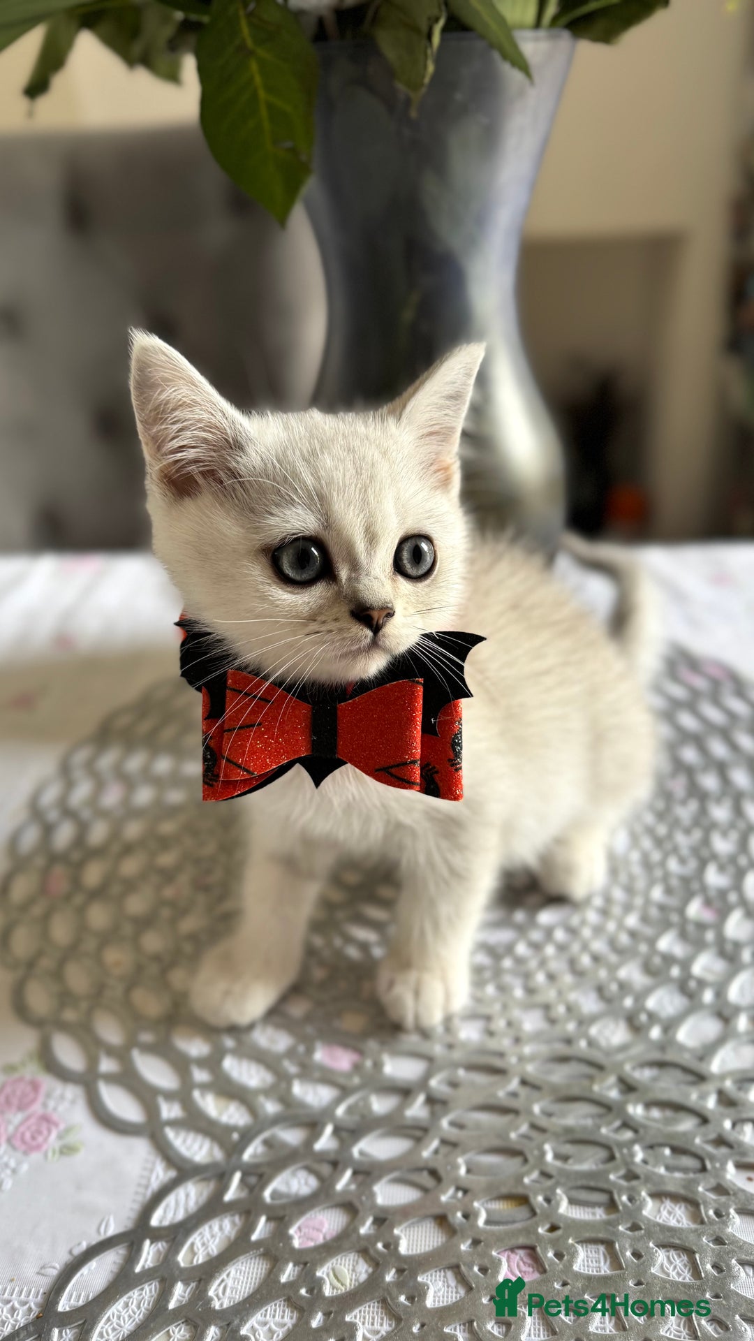 Scottish Fold cats for sale: Two Scottish Straight Boys  - Image 3