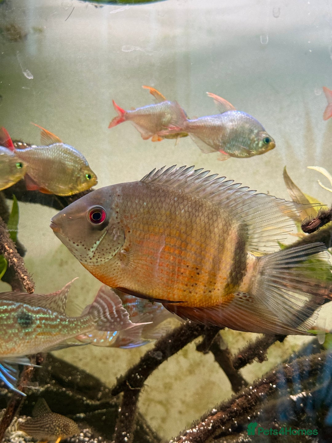 Tetras fish for sale: Big Severum, XL Colombian tetra, Sterbai Corydora. - Advert 1