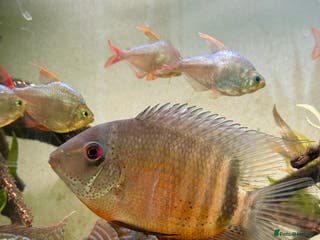 Tetras fish Big Severum, XL Colombian tetra, Sterbai Corydora. - Advert 1
