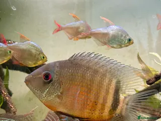 Tetras fish Big Severum, XL Colombian tetra, Sterbai Corydora. - Advert 5