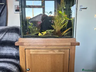 Cichlids fish Cichlids complete with tank and accessories - Advert 4