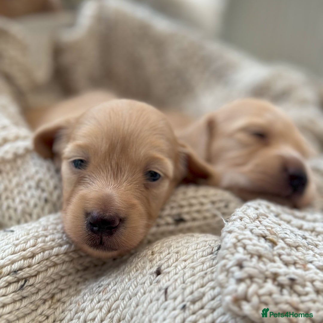 Miniature Dachshund dogs for sale: Litter of Rare English Cream Dachshunds - Advert 3