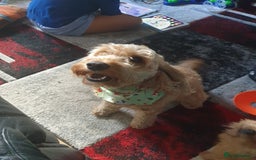 Cockapoo dogs for sale: Male cockapoo for Rehoming - Image 2
