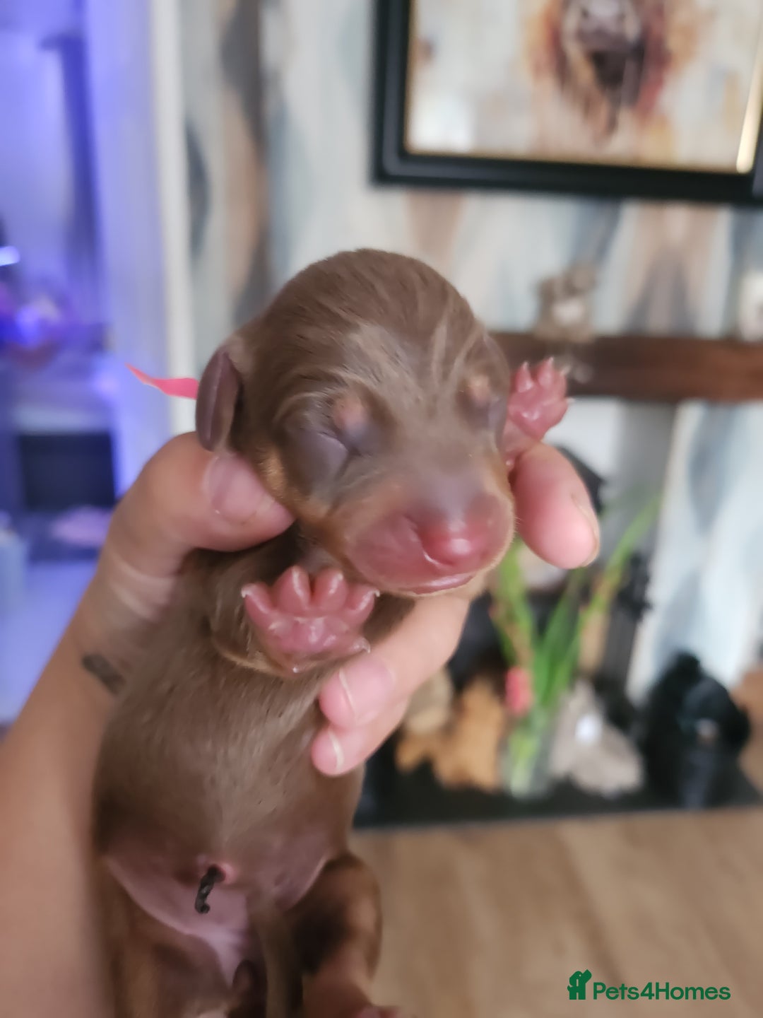 Miniature Dachshund dogs for sale: Chocolate and Tan mini dachshund  - Image 12