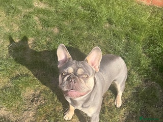 French Bulldog dogs in Eastleigh - Advert 38