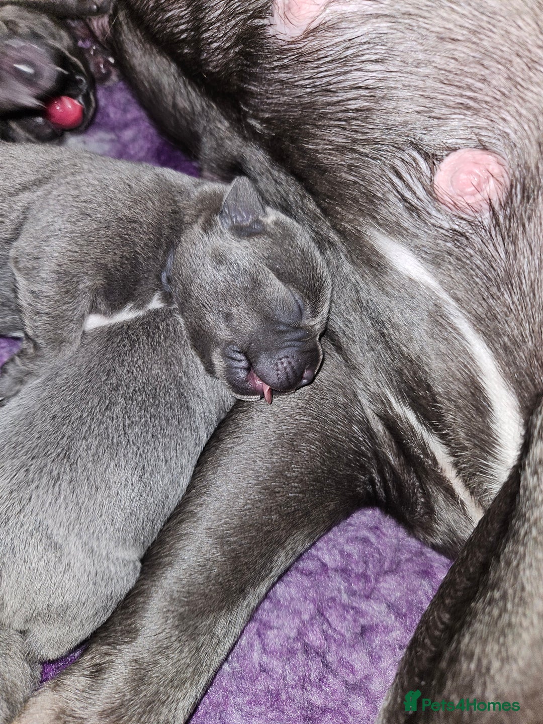 Staffordshire Bull Terrier dogs for sale: Beautiful chunky blues! - Advert 3