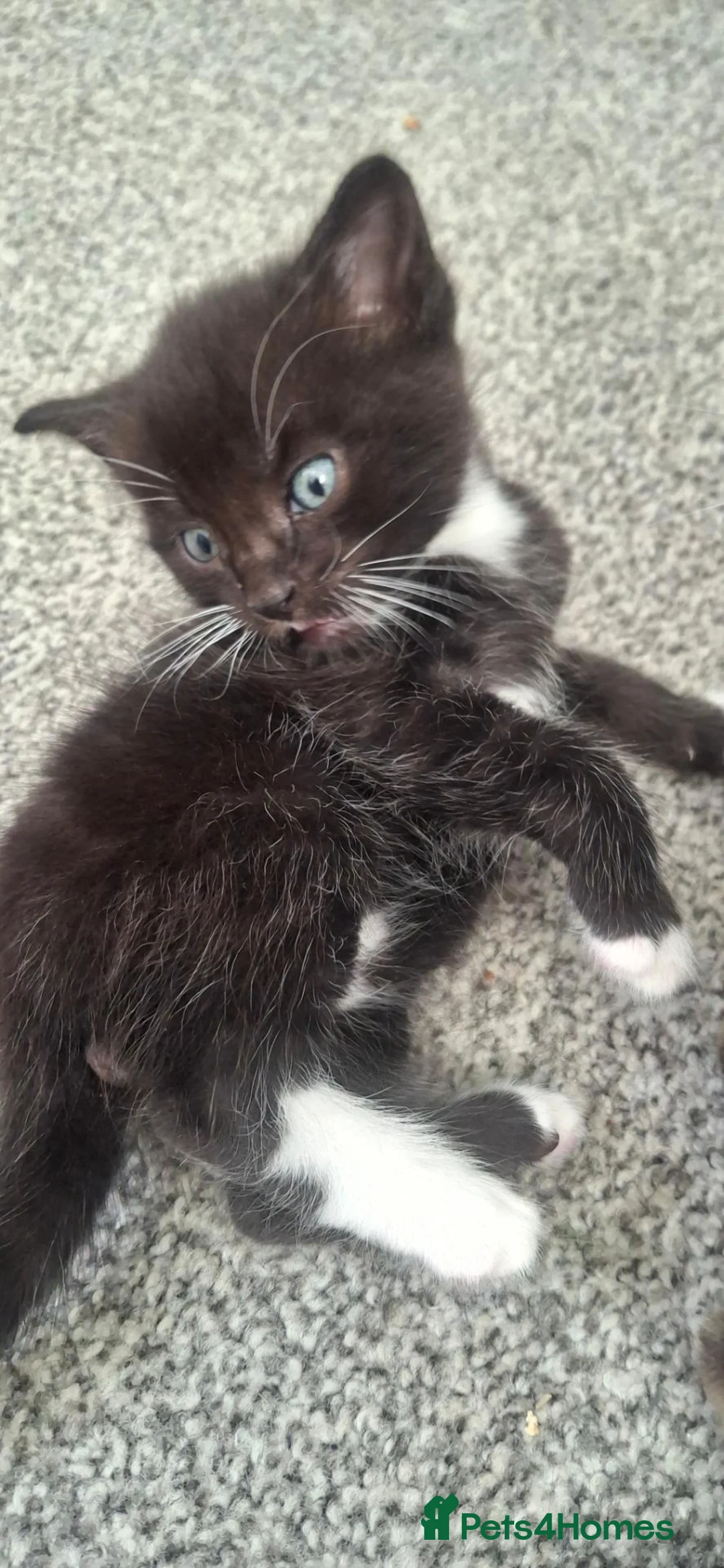Mixed Breed cats for sale: Cuddly kittens to a lovely home - Advert 5