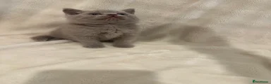 British Shorthair 1