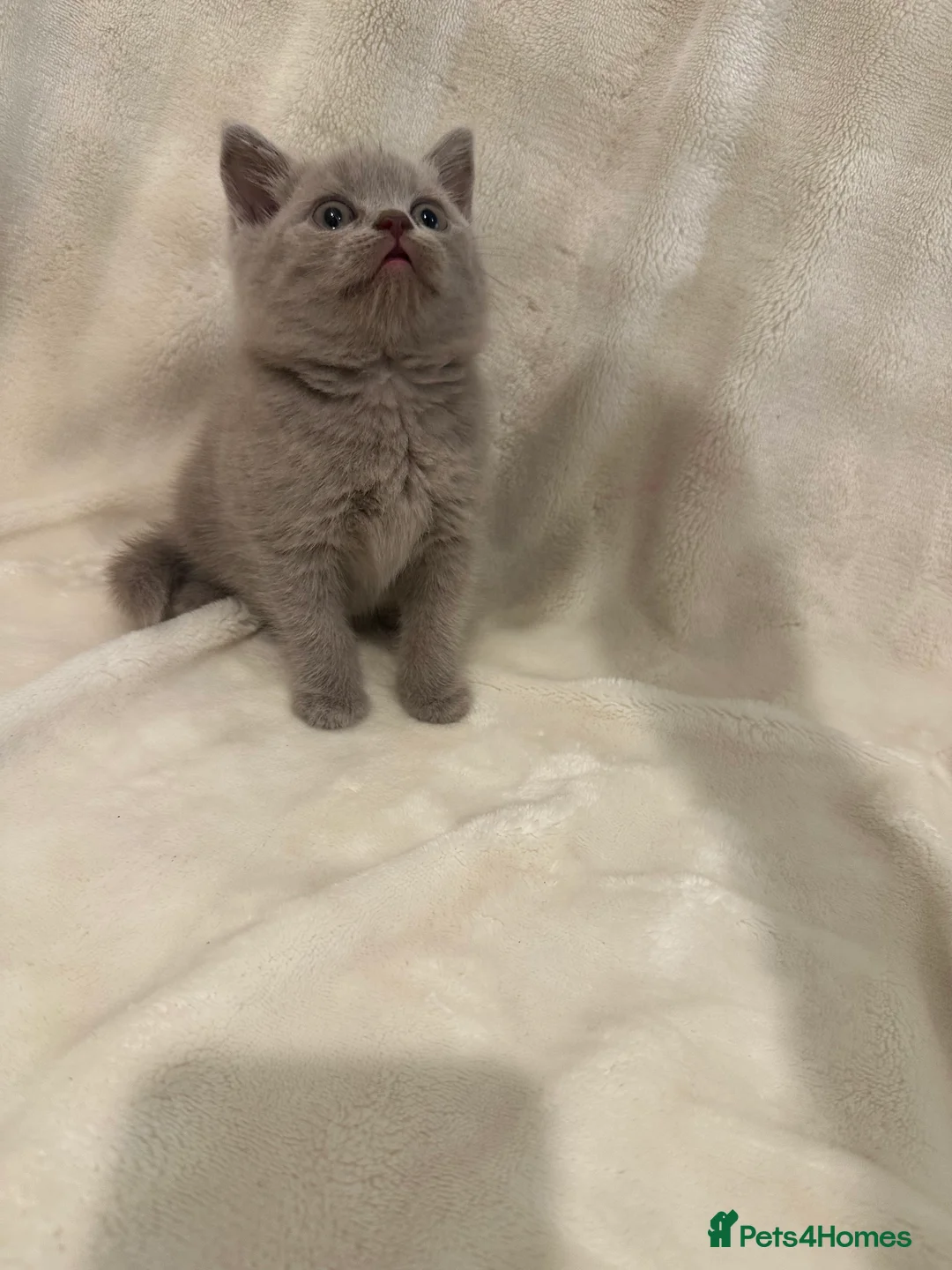 British Shorthair cats for sale: Brittish shorthair  - Advert 8
