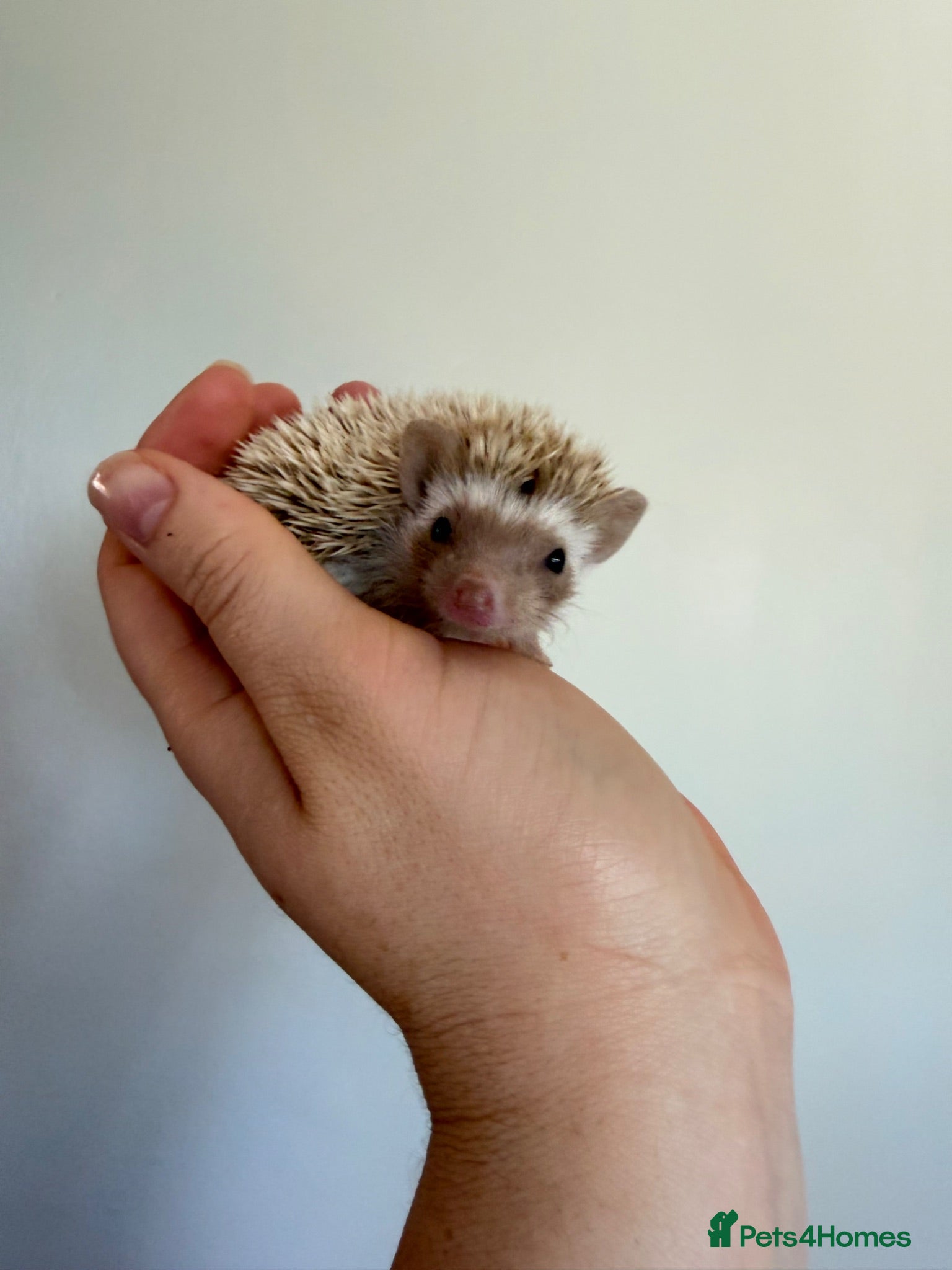 Pygmy Hedgehog rodents Hoglets available for reservation  - Advert 4
