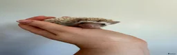 Pygmy Hedgehog rodents for sale: Hoglets available for reservation  - Advert 1