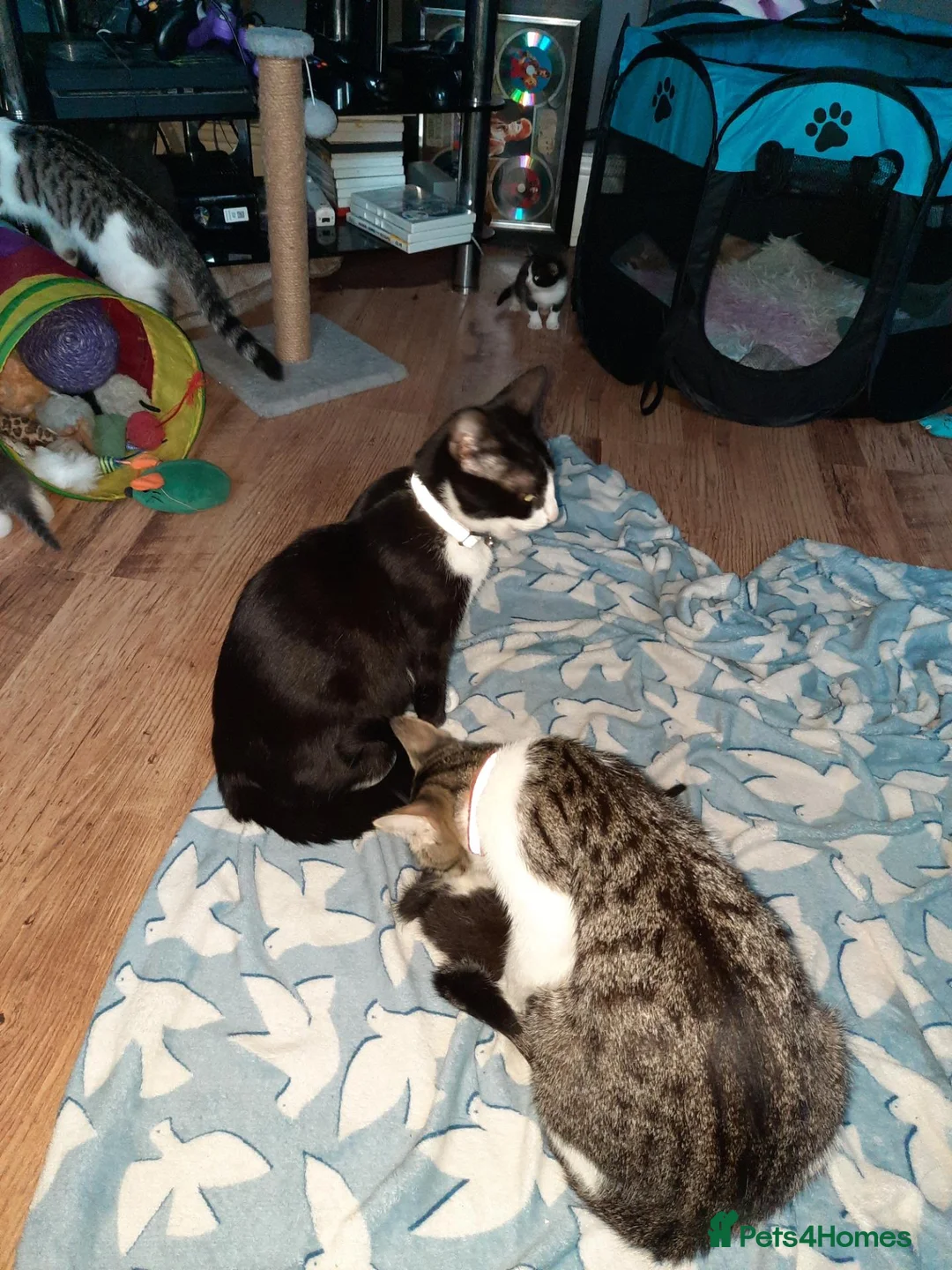 Domestic Shorthair cats for sale: Domestic shorthair  - Advert 18