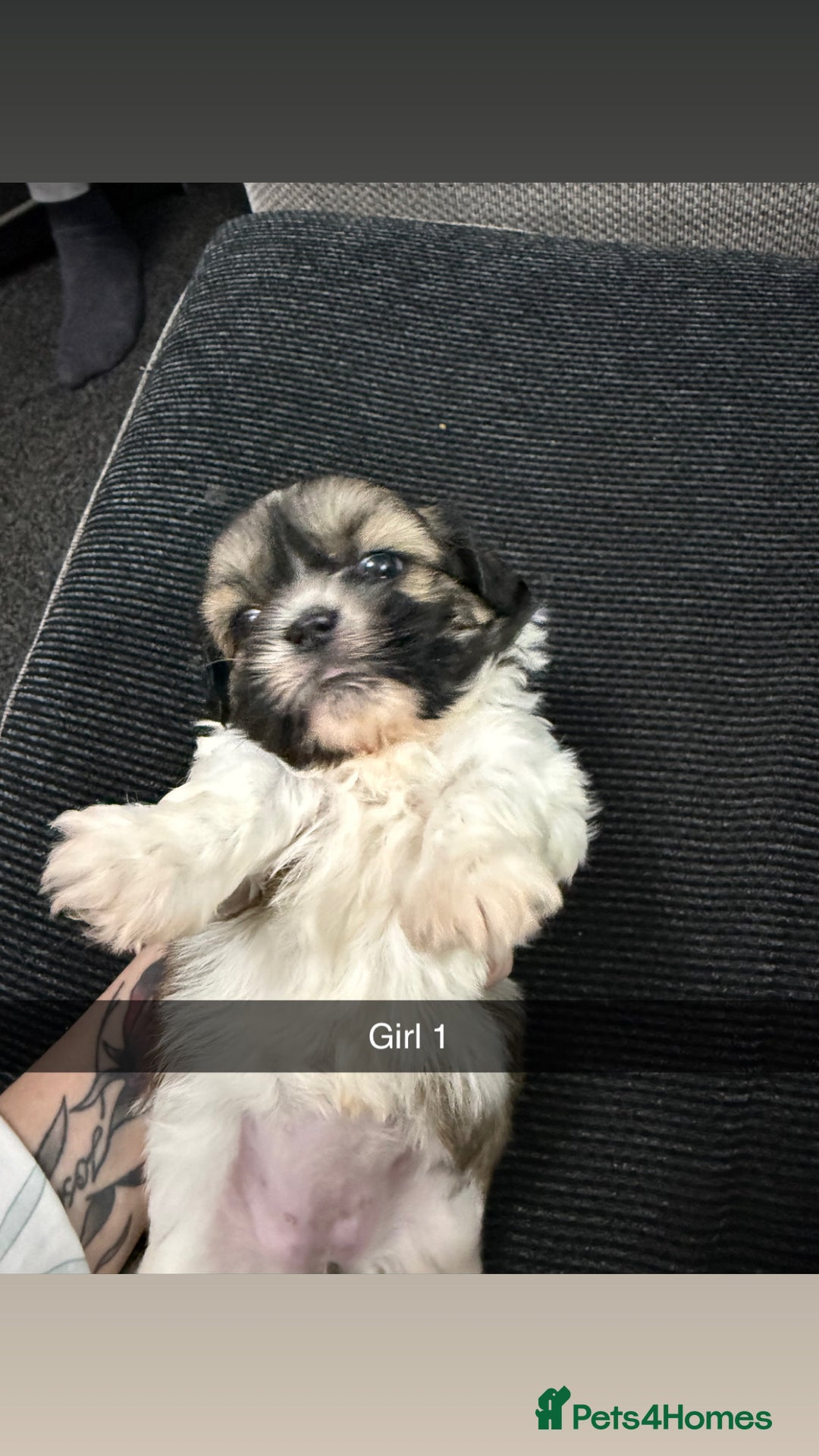 Shih Tzu dogs for sale: 5 stunning Shih Tzu puppies  - Advert 10