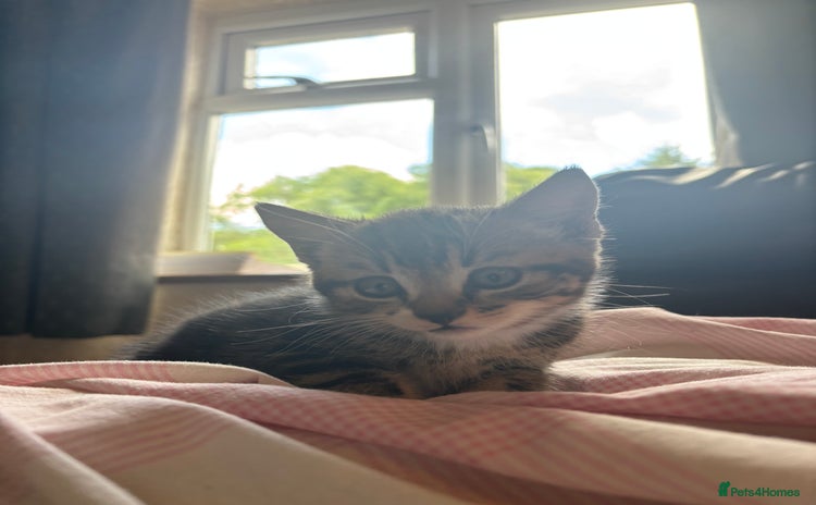 Mixed Breed cats - Advert 16