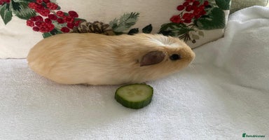 Guinea Pig rodents Gorgeous baby guinea pig BOY AVAILABLE  - Advert 1