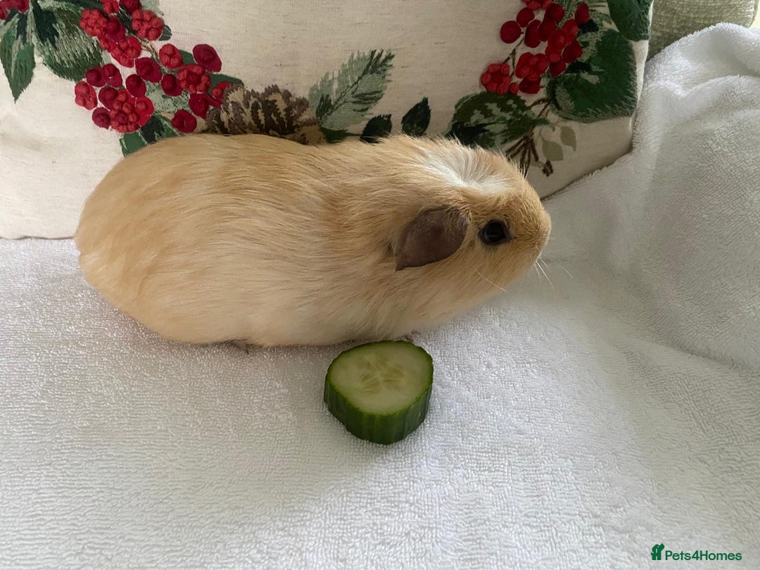 Guinea Pig rodents for sale: RESERVED Gorgeous baby guinea pig BOY AVAILABLE  - Advert 3
