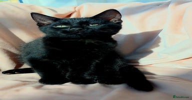 Mixed Breed cats - Advert 1