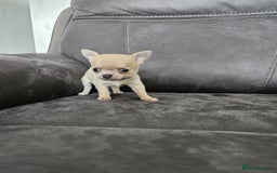 Chihuahua dogs for sale: Chihuahua for sale  - Image 14