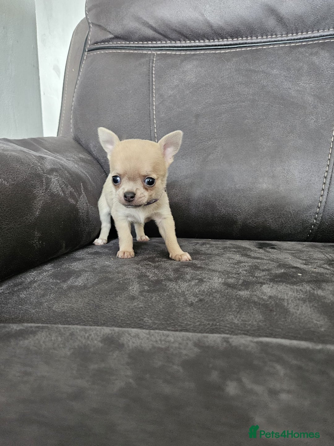 Chihuahua dogs for sale: Chihuahua for sale  - Image 14
