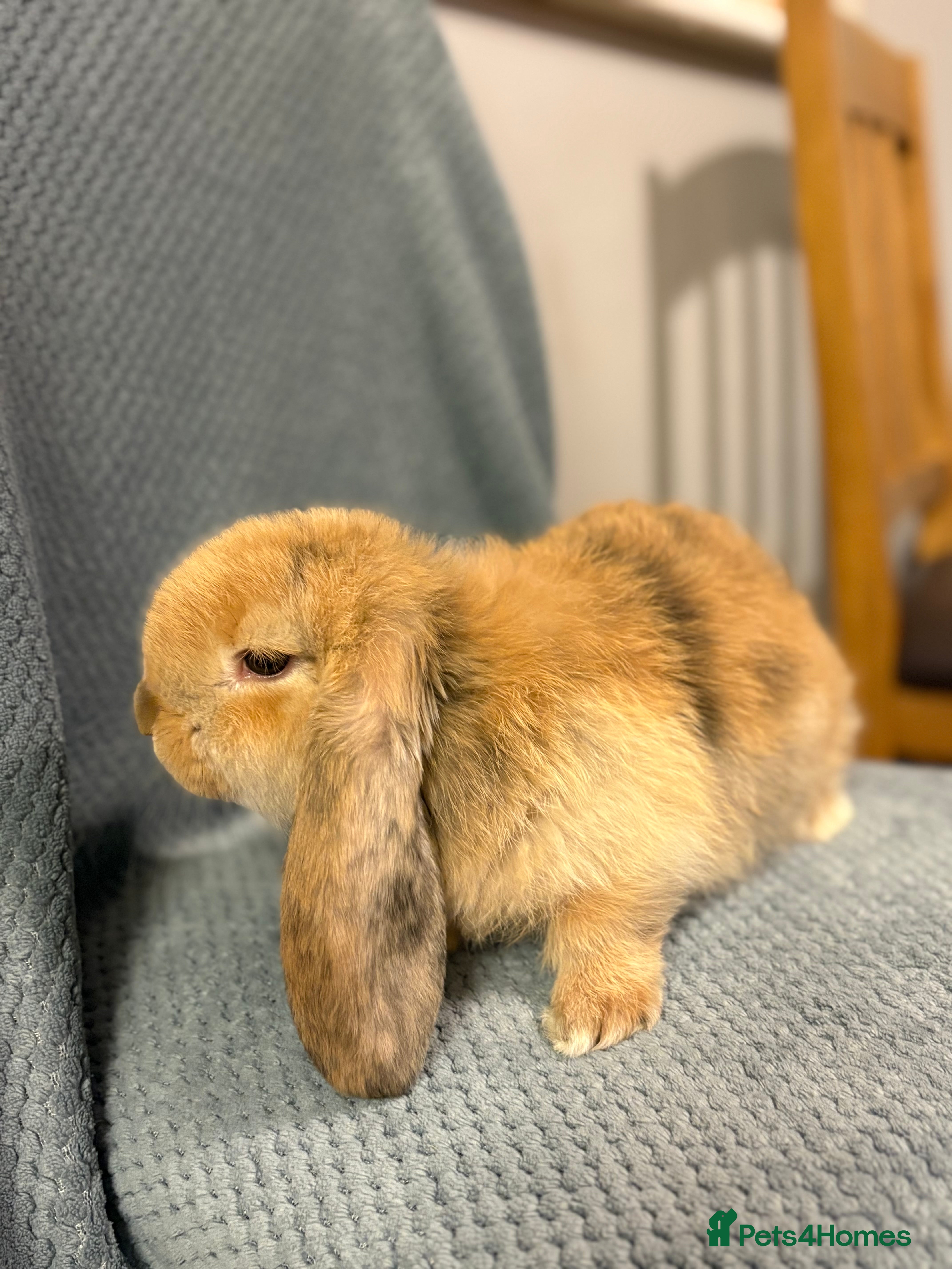French Lop rabbits Gorgeous French lop babies  - Advert 2