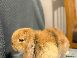 French Lop rabbits Gorgeous French lop babies - Advert 2