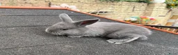 Continental Giant rabbits for sale: Gorgeous Conti/French Lop Bunnies ♥️ - Advert 7