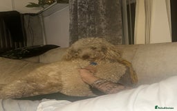 Mini Goldendoodle dogs for sale: Miniature golden doodle girl one year old - Image 1