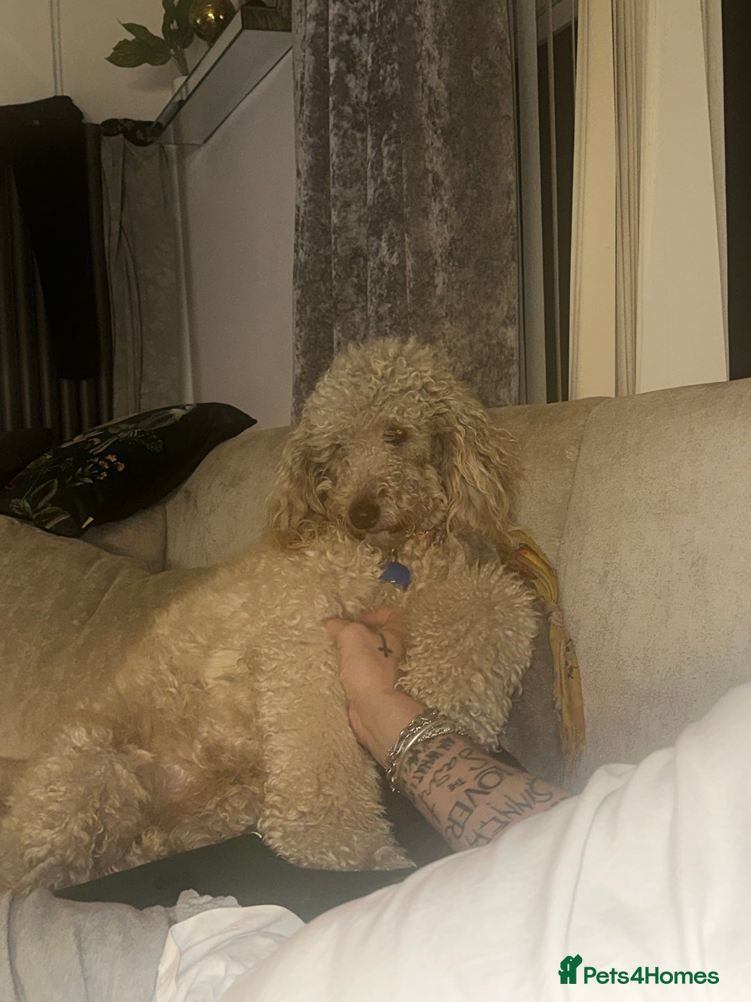 Mini Goldendoodle dogs for sale: Miniature golden doodle girl one year old - Image 1