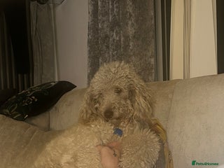 Mini Goldendoodle dogs - Advert 29