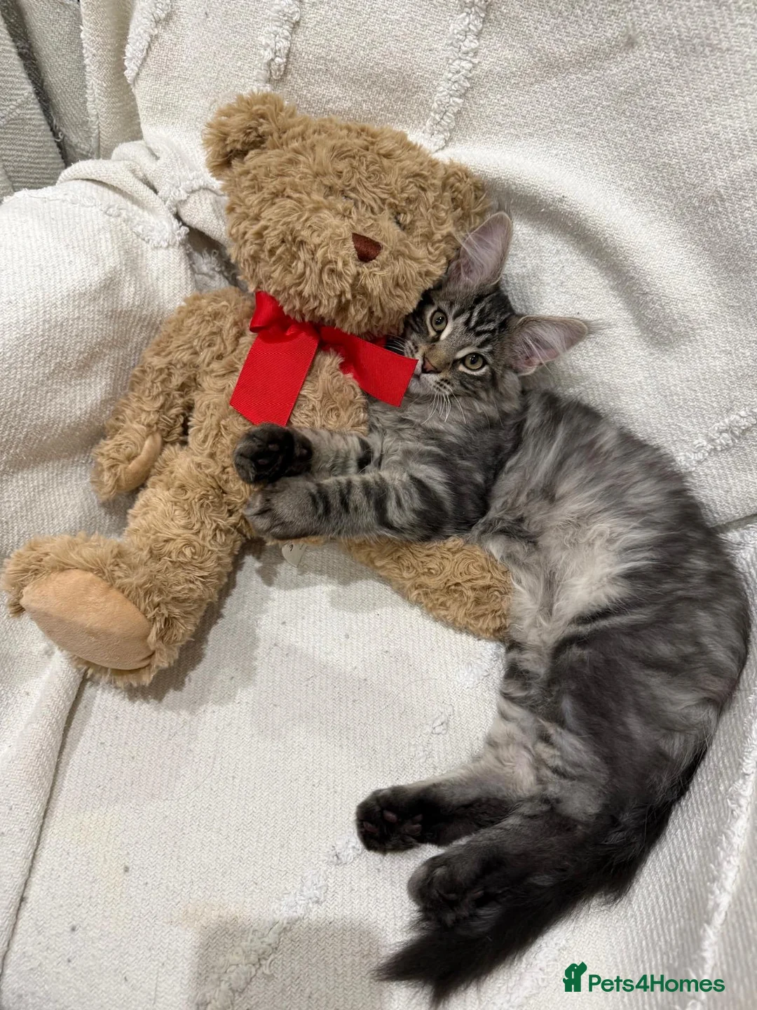 Maine Coon cats for sale: Maine Coon kittens  - Advert 4