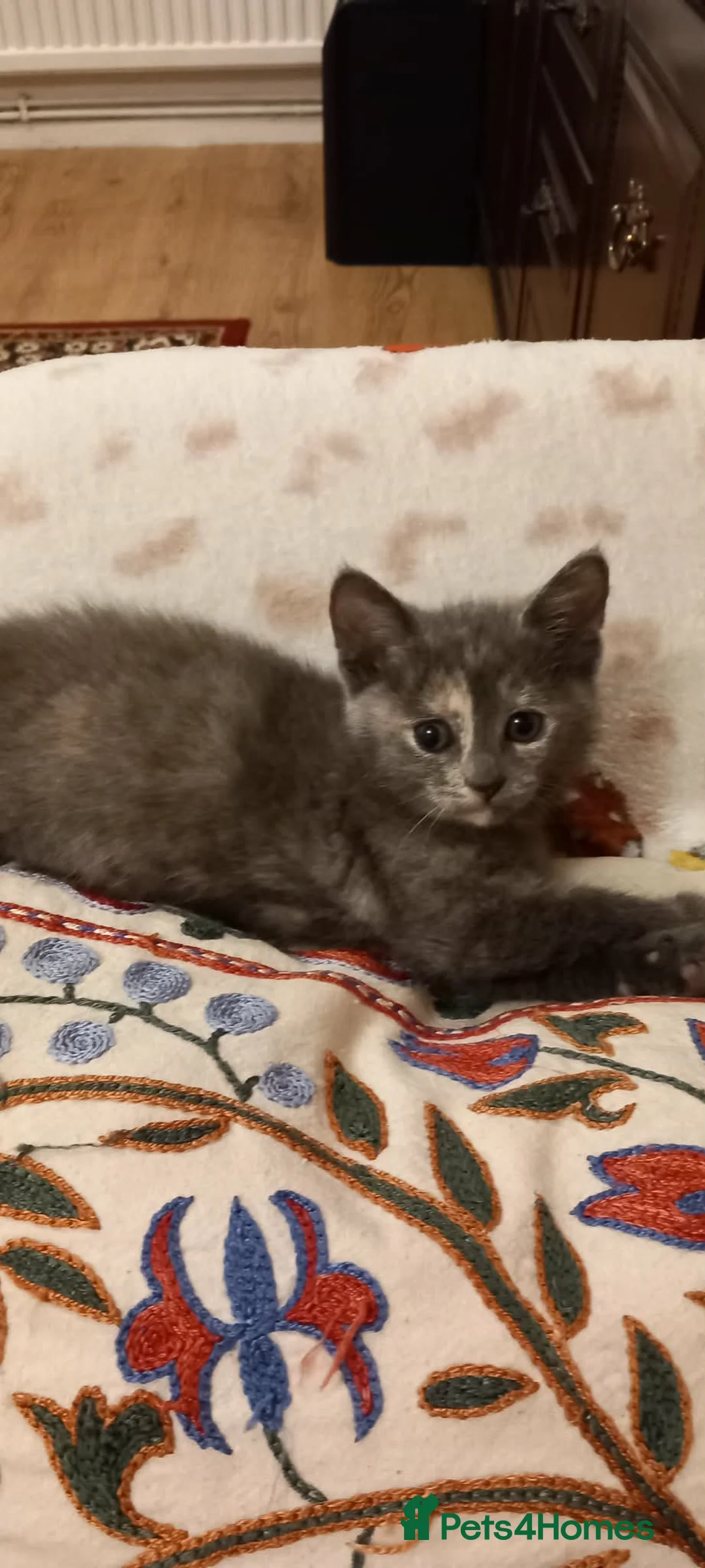 Mixed Breed cats for sale: Kitten - Advert 3