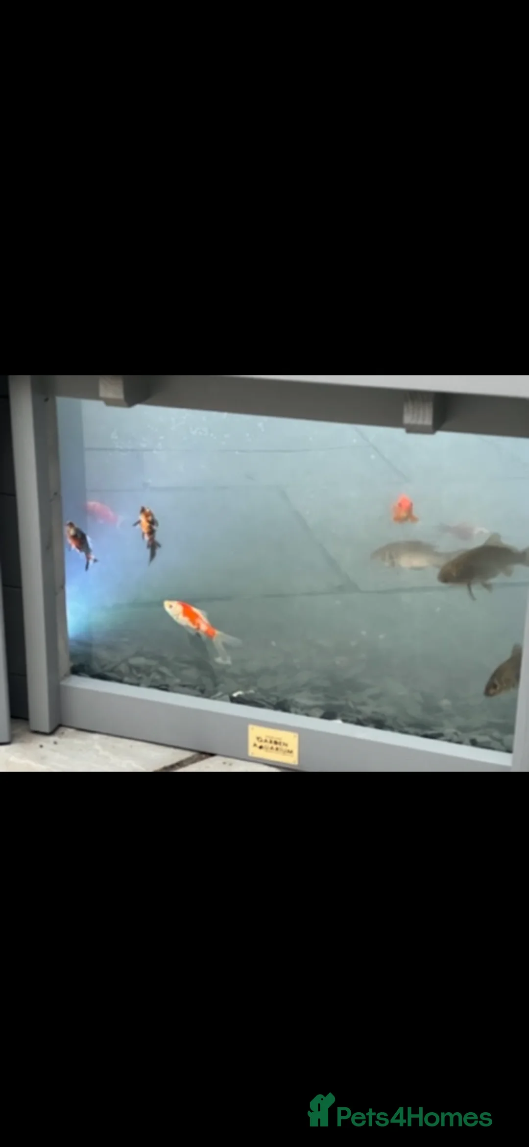 Other/Mixed Breed fish for sale: Fish and pond in Southampton - Advert 3